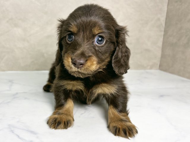 カニヘンダックスフンド