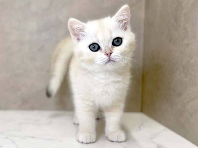 ブリティッシュ