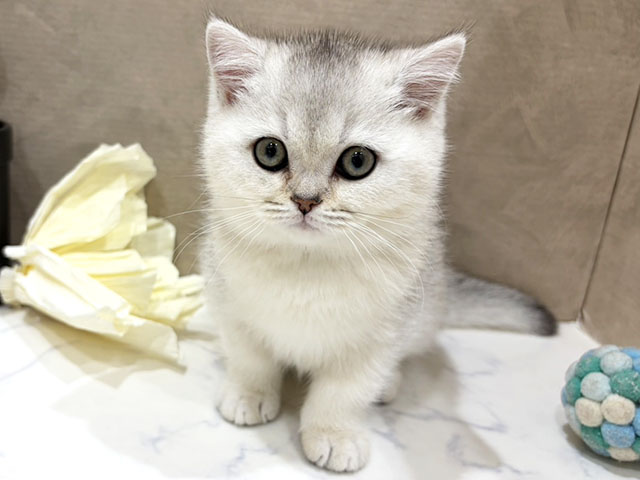 大阪府のブリティッシュショートヘアー (ペッツファースト難波店/2025年10月30日生まれ/男の子/シェーデットシルバー)の子猫の1枚目の画像