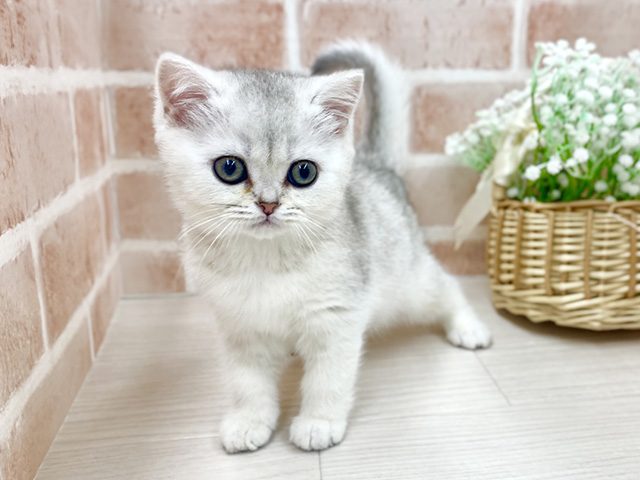 埼玉県のブリティッシュショートヘアー (ペッツファースト川越店/2025年10月30日生まれ/女の子/シェーデットシルバー)の子猫の1枚目の画像