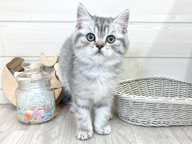 ブリティッシュ