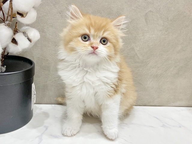 愛知県のブリティッシュロングヘアー (ペッツファースト名古屋栄店/2025年11月4日生まれ/男の子/レッドタビーホワイト)の子猫