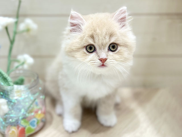 大阪府のブリティッシュロングヘアー (ペッツファーストららぽーと門真店/2025年11月4日生まれ/男の子/クリームホワイト)の子猫