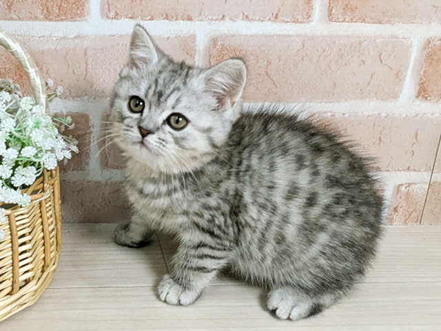 ブリティッシュ