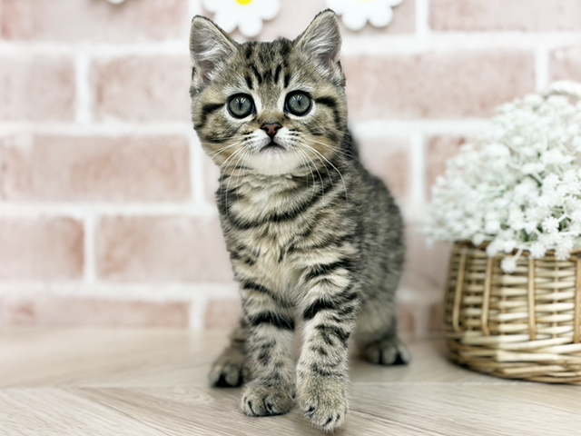 ブリティッシュ