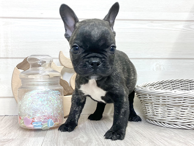 愛知県のフレンチブルドッグ (ペッツファースト大高店/2025年11月4日生まれ/男の子/ブリンドルホワイト)の子犬の1枚目の画像