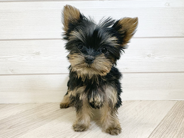 千葉県のヨークシャーテリア (ペッツファースト市川コルトンプラザ店/2025年11月6日生まれ/女の子/スチールブルータン)の子犬の1枚目の画像