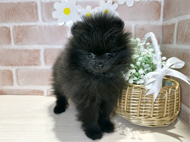 岡山県のポメラニアン (ペッツファースト倉敷店/2025年11月6日生まれ/女の子/ブラック)の子犬の1枚目の画像