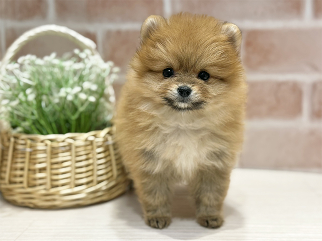 大阪府のポメラニアン (ペッツファースト北心斎橋店/2025年10月31日生まれ/女の子/オレンジ)の子犬