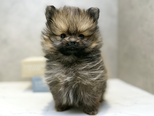 埼玉県のポメラニアン (ペッツファースト川口店/2025年11月4日生まれ/男の子/オレンジセーブル)の子犬の1枚目の画像