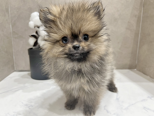 広島県のポメラニアン (ペッツファースト宇品店/2025年11月4日生まれ/男の子/オレンジセーブル)の子犬