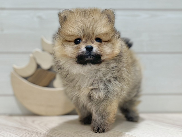 東京都のポメラニアン (ペッツファースト吉祥寺本店/2025年11月4日生まれ/女の子/オレンジ)の子犬の1枚目の画像