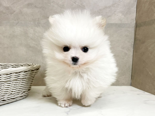 愛知県のポメラニアン (ペッツファースト一宮店/2025年11月5日生まれ/男の子/ホワイトクリーム)の子犬