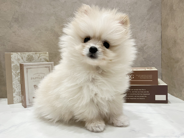 奈良県のポメラニアン (ペッツファースト橿原店/2025年11月5日生まれ/女の子/クリームホワイト)の子犬の1枚目の画像