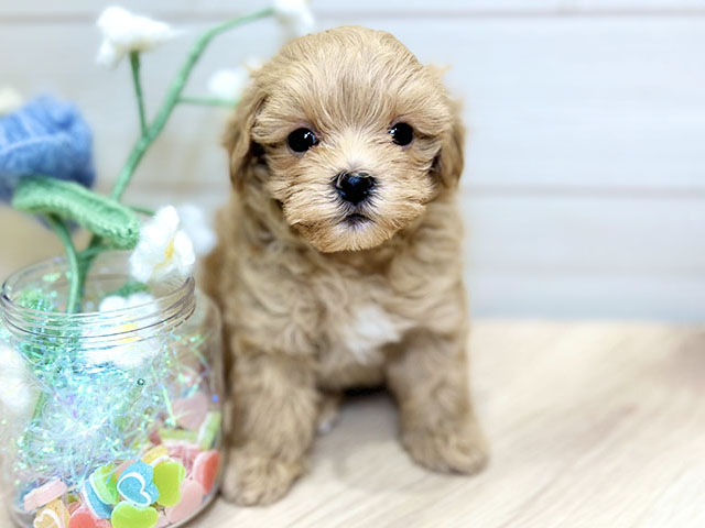 大阪府のマルプー(マルチーズ×プードル) (ペッツファーストららぽーと門真店/2025年11月5日生まれ/男の子/アプリコット)の子犬の1枚目の画像