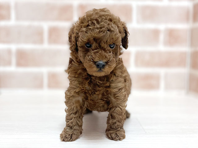 大阪府のトイプードル(トイ) (ペッツファースト高槻店/2025年11月5日生まれ/男の子/レッド)の子犬の1枚目の画像