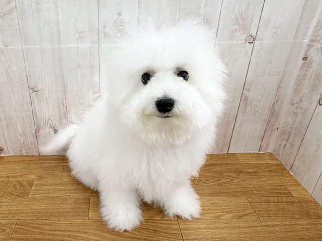 埼玉県のビションフリーゼ (ペッツファースト埼玉大井店/2025年10月25日生まれ/男の子/ホワイト)の子犬の1枚目の画像