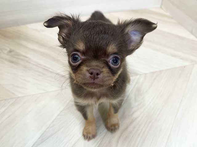 神奈川県のチワワ(ロング) (ペッツファースト大和鶴間店/2025年11月7日生まれ/女の子/チョコレートタン)の子犬の1枚目の画像