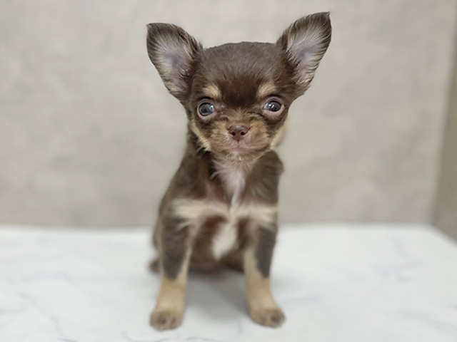 東京都のチワワ(ロング) (ペッツファースト池袋店/2025年11月7日生まれ/女の子/チョコレートタン)の子犬の1枚目の画像