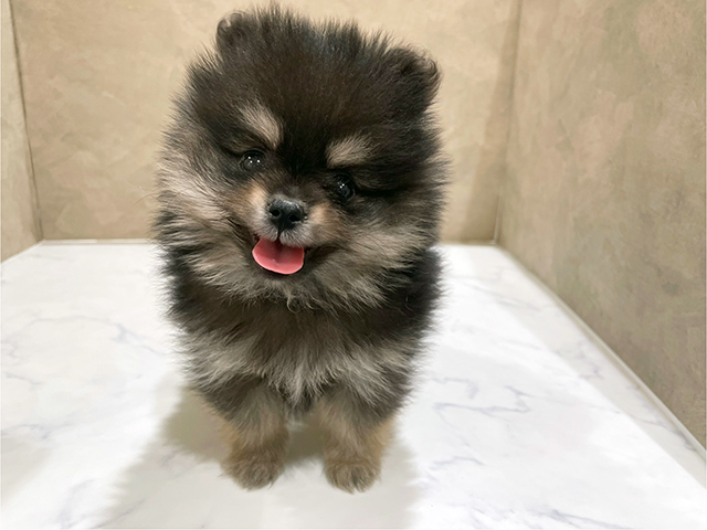 東京都のポメラニアン (ペッツファースト中野店/2025年11月7日生まれ/男の子/ブラックタン)の子犬の1枚目の画像