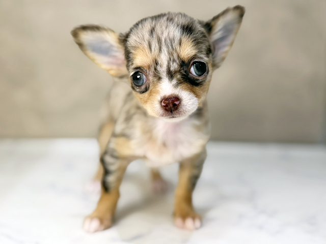 東京都のチワワ(ロング) (ペッツファーストららぽーと立川立飛店/2025年11月7日生まれ/女の子/チョコレートマール)の子犬の1枚目の画像