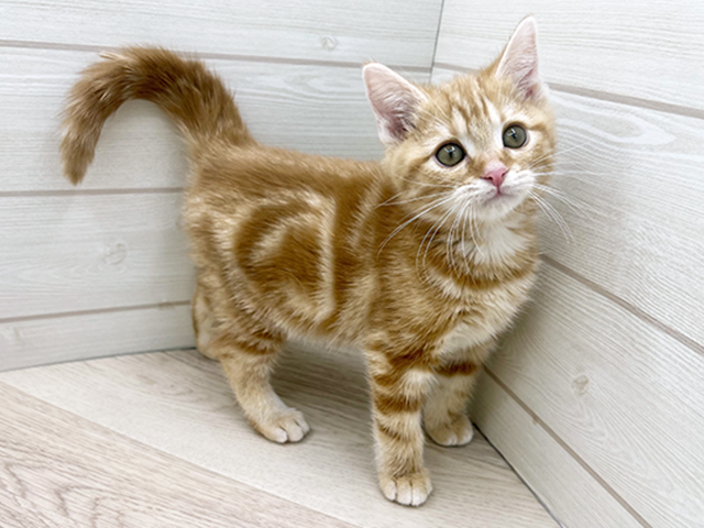 東京都のアメリカンショートヘアー (ペッツファースト渋谷店/2025年11月7日生まれ/女の子/レッドタビー)の子猫の1枚目の画像