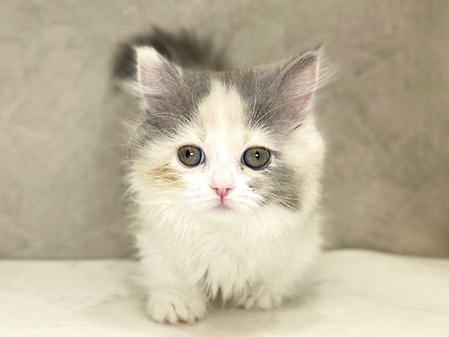 東京都のマンチカン (ペッツファースト八王子多摩美大前店/2025年11月7日生まれ/女の子/ダイリュートキャリコ)の子猫の1枚目の画像