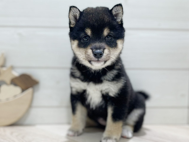 東京都の豆柴 (ペッツファースト吉祥寺本店/2025年11月7日生まれ/女の子/黒)の子犬の1枚目の画像