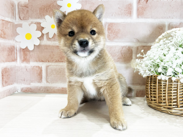 福岡県の豆柴 (ペッツファースト筑紫野店/2025年11月7日生まれ/男の子/赤)の子犬の1枚目の画像
