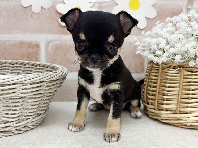 東京都のチワワ(スムース) (ペッツファーストお台場店/2025年11月7日生まれ/女の子/ブラックタン)の子犬