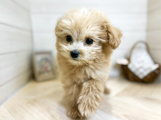 東京都のポメプー(ポメラニアン×プードル) (ペッツファースト昭島店/2025年11月6日生まれ/男の子/アプリコット)の子犬の1枚目の画像