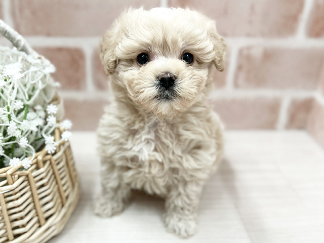 大阪府のマルプー(マルチーズ×プードル) (ペッツファースト茨木店/2025年11月7日生まれ/男の子/クリームホワイト)の子犬