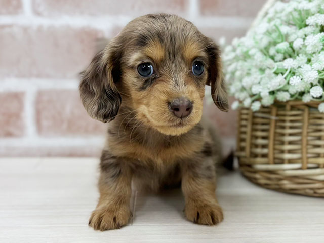 ミニチュアダックスフンド