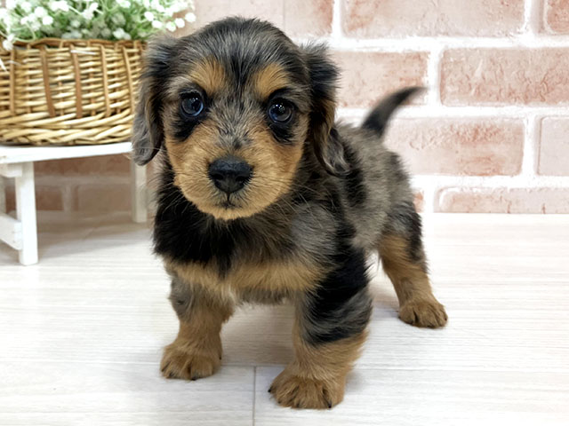 ミニチュアダックスフンド