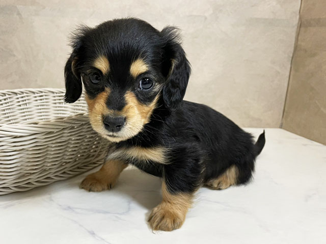 愛知県のミニチュアダックスフンド(ロング) (ペッツファースト一宮店/2025年11月5日生まれ/女の子/ブラックタン)の子犬