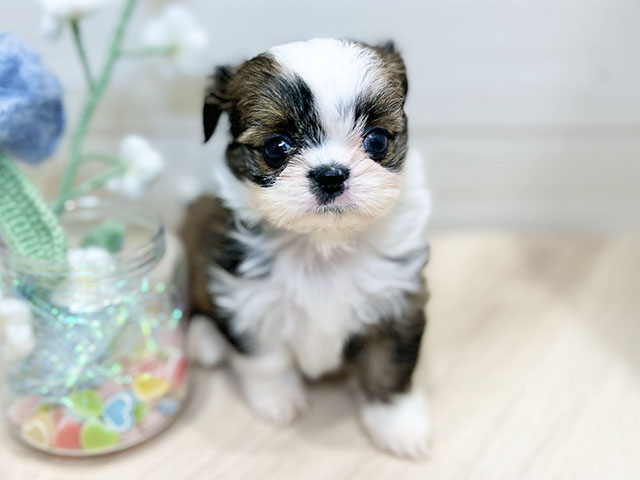 大阪府のチワズー/チワシーズ(チワワ×シーズー) (ペッツファーストららぽーと門真店/2025年11月7日生まれ/女の子/ゴールドホワイト)の子犬の1枚目の画像