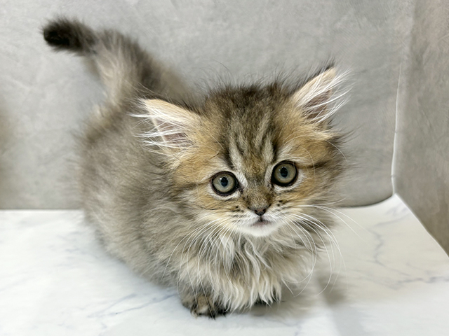 愛知県のミヌエット (ペッツファースト名古屋栄店/2025年11月7日生まれ/女の子/ブラウンパッチドタビー)の子猫の1枚目の画像