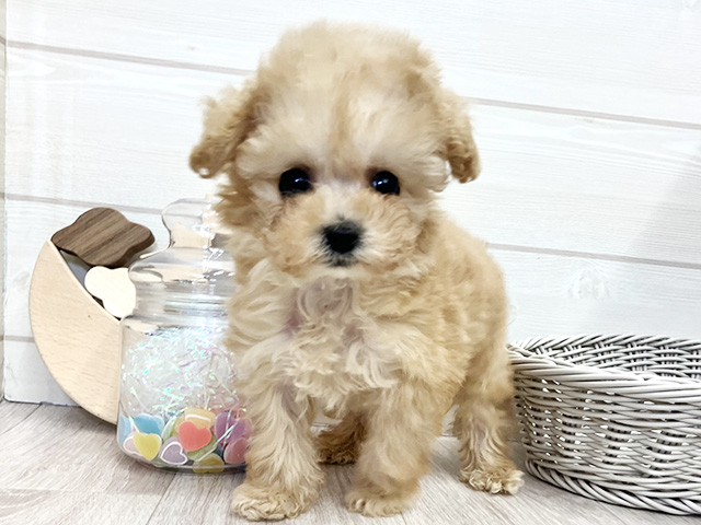 トイプードル