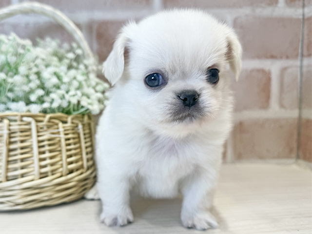 大阪府のチワペキ/ペキチー/ペキチワ(チワワ×ペキニーズ) (ペッツファースト北心斎橋店/2025年11月7日生まれ/男の子/クリーム)の子犬