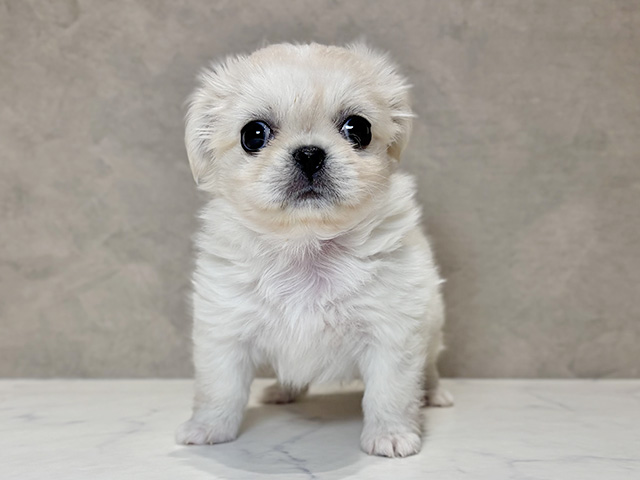 東京都のチワペキ/ペキチー/ペキチワ(チワワ×ペキニーズ) (ペッツファースト神楽坂店/2025年11月7日生まれ/女の子/クリーム)の子犬の1枚目の画像