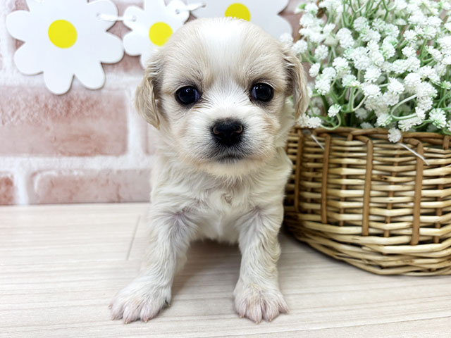 鹿児島県のペキックス(ダックス×ペキニーズ) (ペッツファースト鹿児島店/2025年11月7日生まれ/男の子/クリームホワイト)の子犬の1枚目の画像