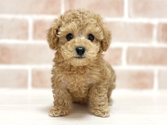 大阪府のトイプードル(ティーカップ) (ペッツファースト高槻店/2025年11月6日生まれ/女の子/アプリコット)の子犬の1枚目の画像