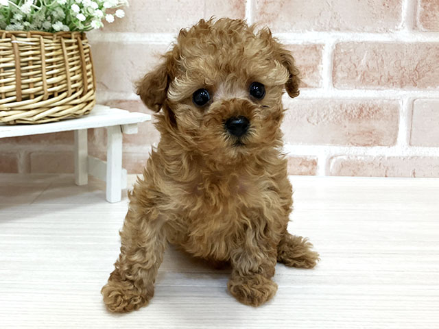 奈良県のトイプードル(ティーカップ) (ペッツファースト奈良登美ヶ丘店/2025年11月7日生まれ/男の子/アプリコット)の子犬の1枚目の画像