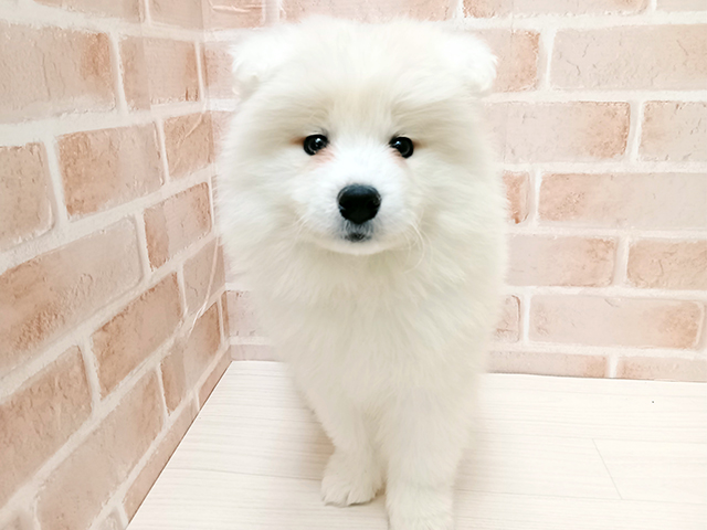 埼玉県のサモエド (ペッツファースト春日部店/2025年10月31日生まれ/男の子/ホワイト)の子犬