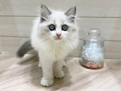 埼玉県のラグドール (ペッツファーストふじみ野店/2025年9月1日生まれ/男の子/ブルーポイントバイカラー)の子猫の1枚目の画像