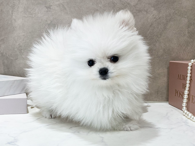 東京都のポメラニアン (ペッツファースト新宿店/2025年11月8日生まれ/女の子/クリーム)の子犬の1枚目の画像