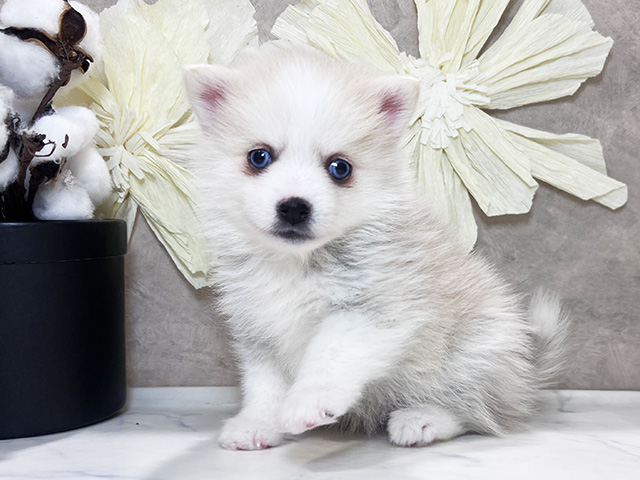 兵庫県のハーフ犬・ミックス犬 (ペッツファースト神戸三宮センター街店/2025年11月8日生まれ/男の子/レッドホワイト)の子犬の1枚目の画像