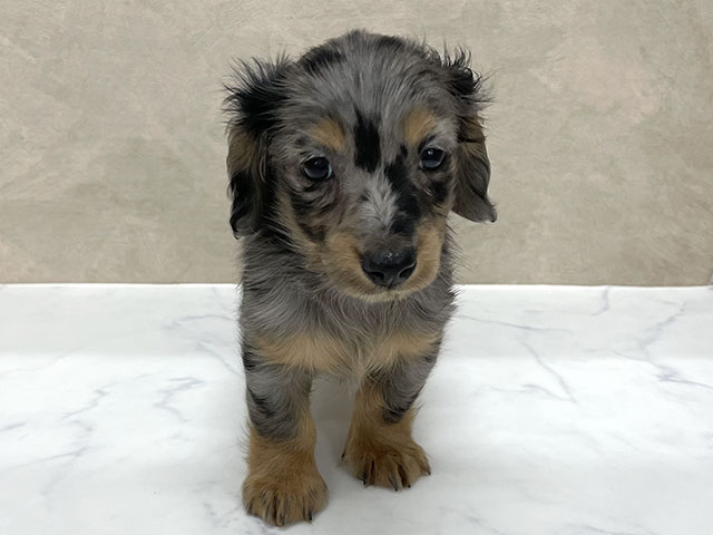 東京都のミニチュアダックスフンド(ロング) (ペッツファースト八王子多摩美大前店/2025年11月7日生まれ/女の子/シルバーダップル)の子犬の1枚目の画像