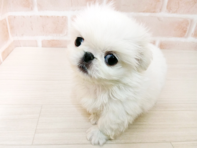 埼玉県のペキニーズ (ペッツファースト春日部店/2025年11月11日生まれ/女の子/ホワイト)の子犬