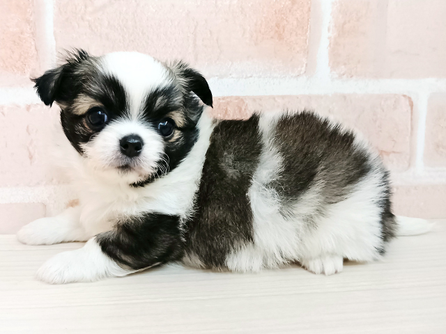 埼玉県のチワワ(ロング) (ペッツファースト春日部店/2025年11月9日生まれ/男の子/ホワイトフォーン)の子犬の1枚目の画像